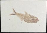 Excellent Diplomystus Fossil Fish - Wyoming #25149-1